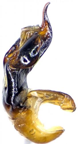 Réf. 240 277 : Cryptocephalus cyanipes